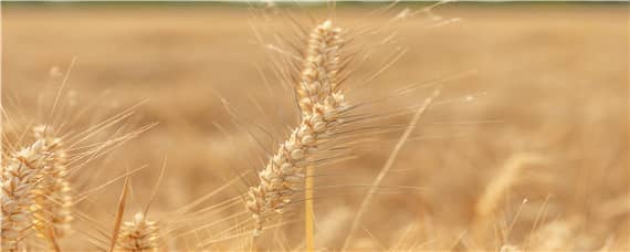 周麦40小麦品种产量（高产品种有哪些）