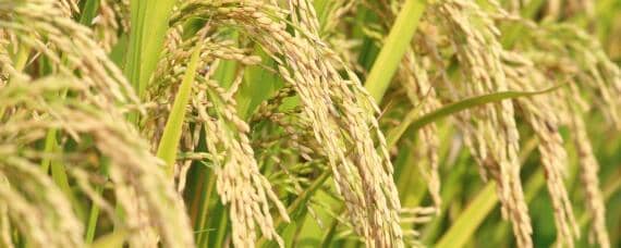 水稻打捆的具体方法 水稻打捆的具体方法和注意事项