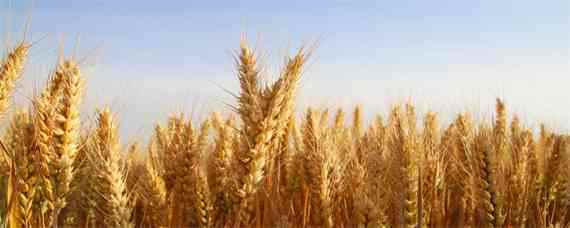 周麦38小麦品种介绍（周麦38小麦品种产量高）