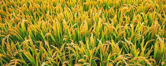 津原85水稻品种介绍 津源85稻种