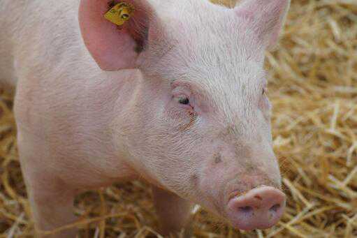 开办一个小型养猪场要投资多少钱（建一个中小型养猪场需要多少钱）