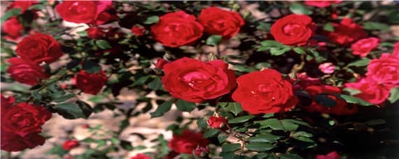 玫瑰花适合什么土壤酸碱度 玫瑰花喜欢酸性土吗