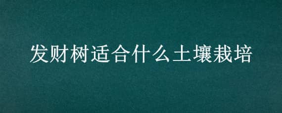 发财树适合什么土壤栽培（发财树适合什么样的土壤养殖）