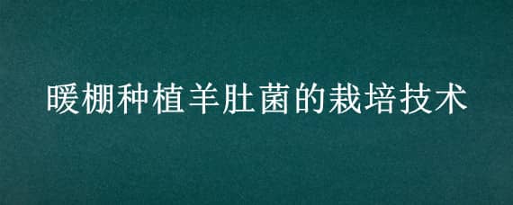 暖棚种植羊肚菌的栽培技术（羊肚菌温室大棚技术要领）