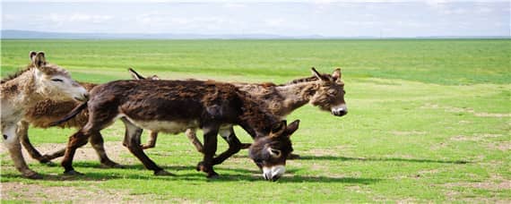 驴子的繁殖 驴子可以繁殖后代吗