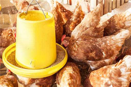 春季鸡群防病办法有哪些 鸡常见病的预防和治疗