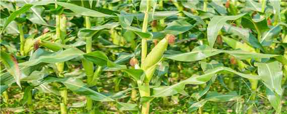 高产玉米品种 2022年高产玉米品种