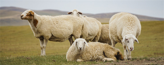 羊的生活特性和特点（羊的生活环境和特点）