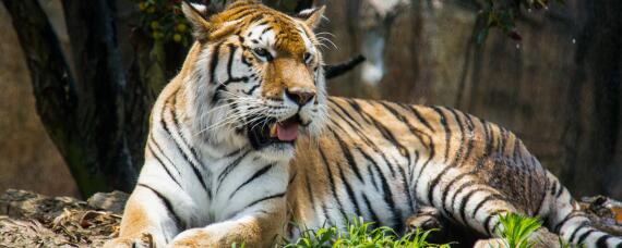虎的生活特性和爱好 虎的特点和性格特点