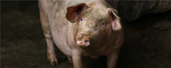 治疗猪口蹄最好的药 治疗猪口蹄最好的药混感头胞对母猪有影响吗