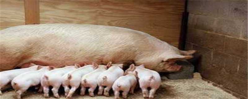 母猪非洲猪瘟早期症状 非洲猪瘟在母猪上的临床症状?