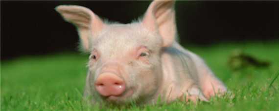 猪病毒性腹泻特效药 治疗猪腹泻的各种药