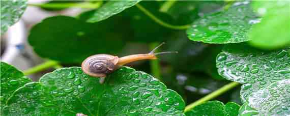 蜗牛怎么养才能养活 怎么养蜗牛