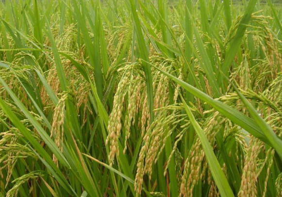 麦茬稻怎么管理，注意事项有哪些 麦茬稻病虫害防治