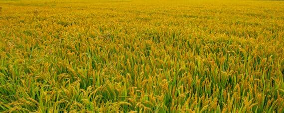 种植水稻的第一步是整地还是插秧 种植水稻的第一步是什么整地还是插秧
