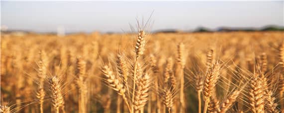 西农109小麦品种介绍 西农511小麦品种