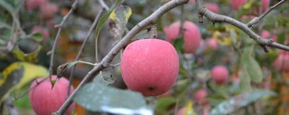 8月份早熟苹果新品种有哪些（八月份成熟苹果新品种有哪些）