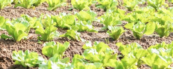 8月底种植什么蔬菜 8月上旬种什么蔬菜