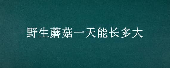 野生蘑菇一天能长多大 野生蘑菇一天能长多大图片