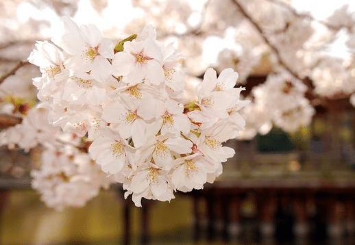 樱花树苗怎么繁殖，繁殖方法有哪些（樱花苗怎么种）