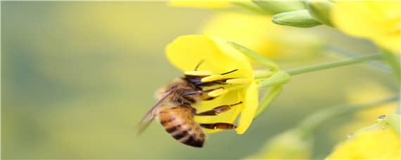 蜜蜂分为几种蜂（蜜蜂分为几种蜂图片）