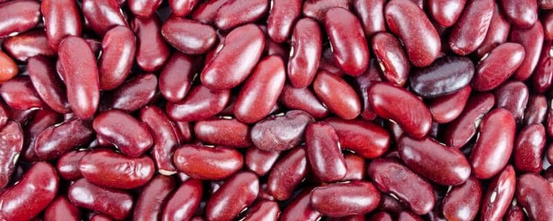 红豆怎么发芽成豆芽 红豆怎么发芽?