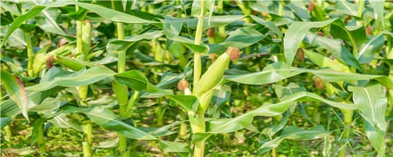 玉米生长期多少天能收 玉米一般种植多少天