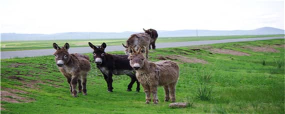 驴的繁殖 驴的繁殖周期是一年几胎