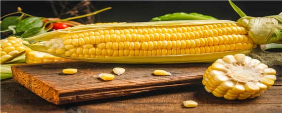 农星207玉米品种（农星207玉米种照片和棵型）