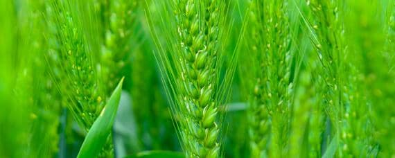 小麦一亩需要多少斤种子 小麦一亩需要多少斤种子多少钱