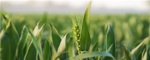 小麦高产新品种（中早熟小麦高产新品种）