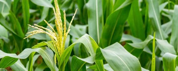 玉米亩产量一般多少斤 水稻亩产量一般多少斤