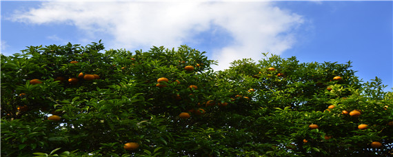 促进柑橘长个的措施 影响柑橘生长的因素
