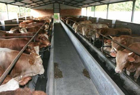 肉牛常见疾病防治方法 肉牛健康养殖与疾病防治宝典