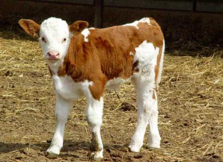 犊牛大肠杆菌病防治方法 犊牛大肠杆菌症状