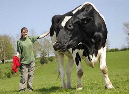 世界上最大的奶牛有多重 世界上最小的奶牛