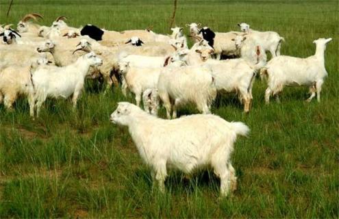 养羊避免近亲繁殖的方法 养羊如何避免近亲繁殖