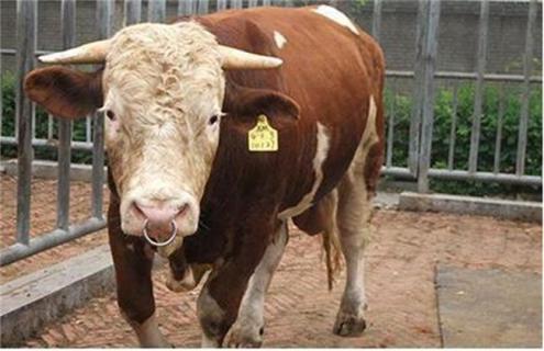 怎么分辨牛生病没有 牛的一般病怎么处理