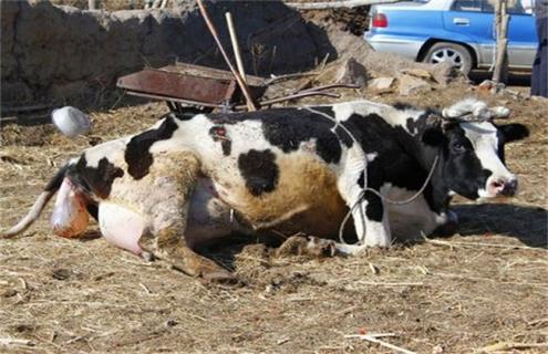 新生犊牛死亡原因及预防措施 造成犊牛死亡的原因