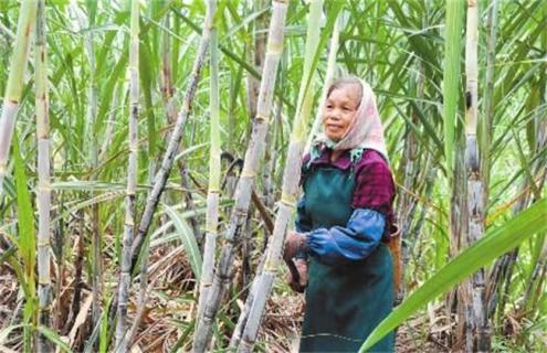 甘蔗种植为什么剥叶（种甘蔗为什么要剥叶）