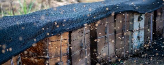 蜜蜂的养殖技术 蜜蜂的养殖技术与管理