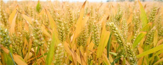 菏麦24小麦品种（菏麦24小麦品种介绍）