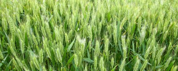 菏麦29小麦品种介绍（菏麦29小麦品种亩产多少斤）