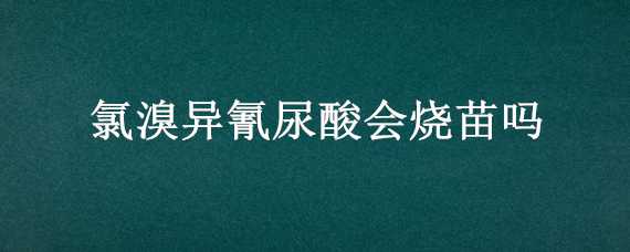 氯溴异氰尿酸会烧苗吗（氯溴异氰尿酸烧苗么）