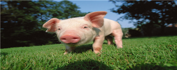 超级猪周期 超级猪周期下的生猪养殖再讨论