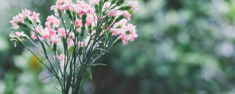 送病人什么花好（送病人适合送哪种花）