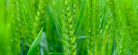 喜麦203小麦品种（喜麦199小麦品种）