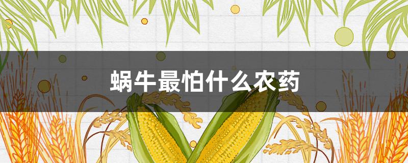 蜗牛最怕什么农药（蜗牛什么农药防治）