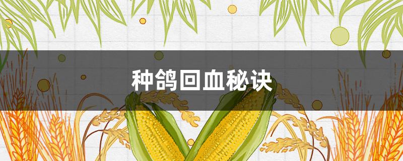 种鸽回血秘诀（鸽子如何回血）