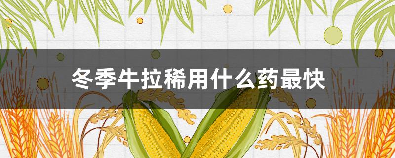 冬季牛拉稀用什么药最快 冬季小牛拉稀最好治疗方法